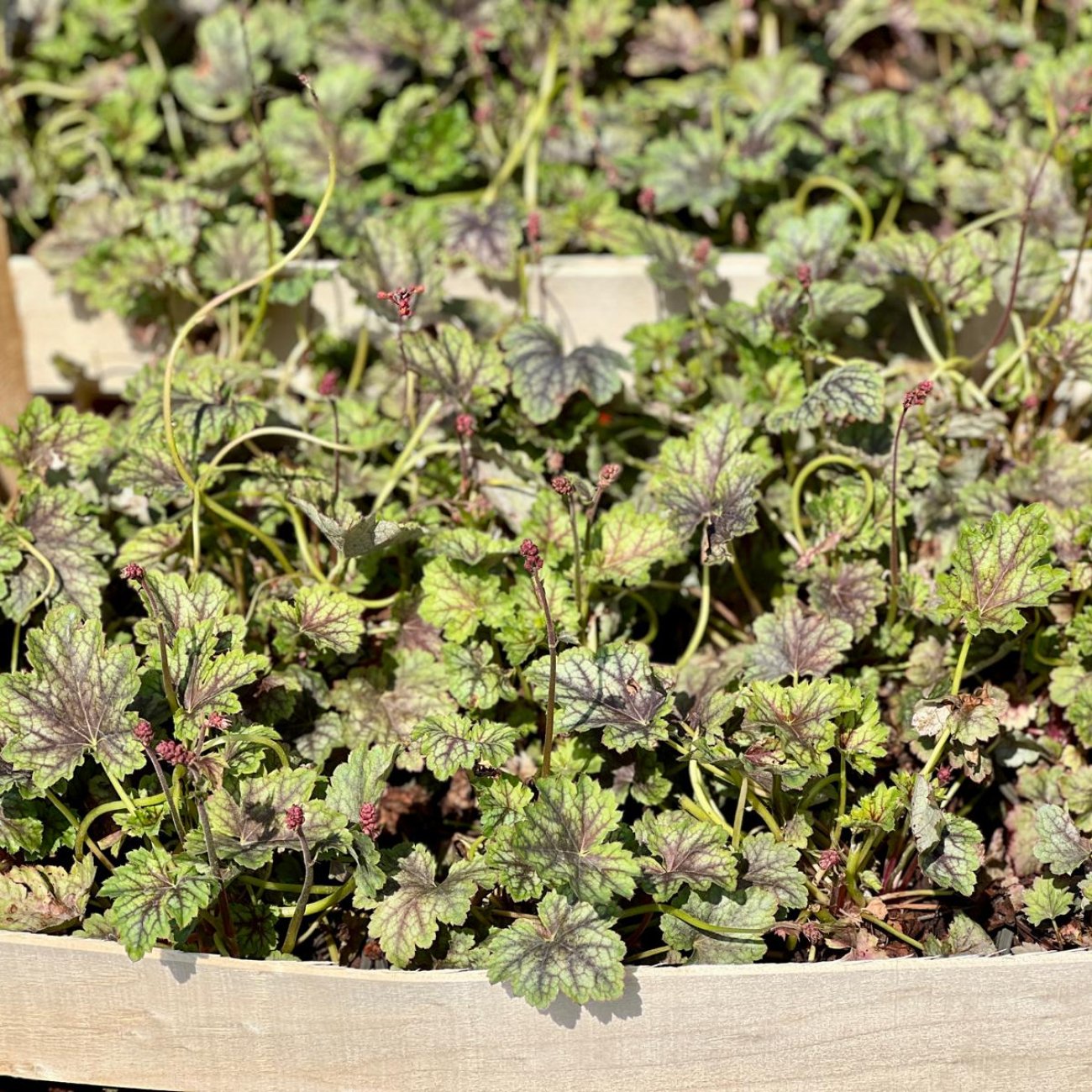 Obrázok Heuchera (Heuchera villosa) ‘CARNIVAL COCOMINT’® - kont.C2L